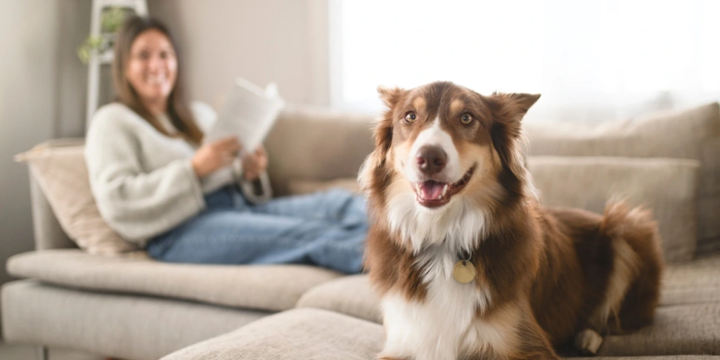 pets in rental properties law uk 2024